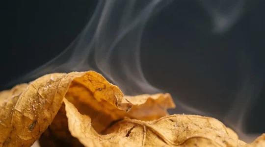 Close-up view of tobacco leaves and vapor clouds highlighting natural tobacco essence